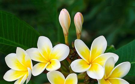 揭秘花语中不好的代表花种（解读花语中的不吉祥之花——以某某花为例）