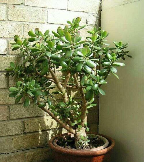 打造美丽庭院，适合种植的植物推荐（从多种角度为您推荐适合种植的植物）