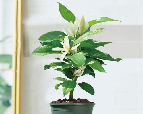 庭院盆栽植物的选择与养护（如何选择适合自己的盆栽植物）