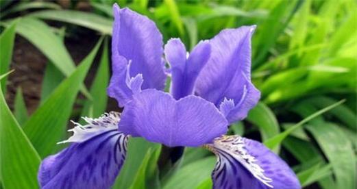 沉默之花——白色紫罗兰的花语（用寂静的花语述说无声的情感）