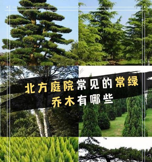 打造美丽庭院，选择适合的乔木树（为您介绍庭院乔木树的种类、特点及养护技巧）