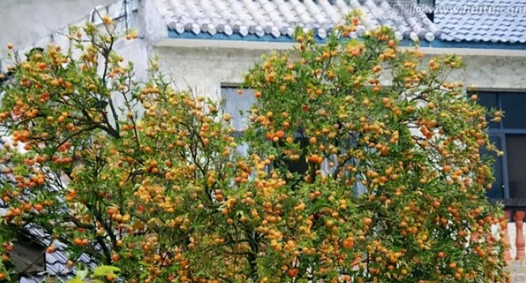 打造南方庭院绿色生态——适合种植的树种推荐（选树从这里开始）