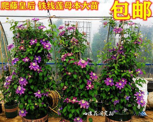 庭院藤蔓花卉大全（打造美丽庭院）