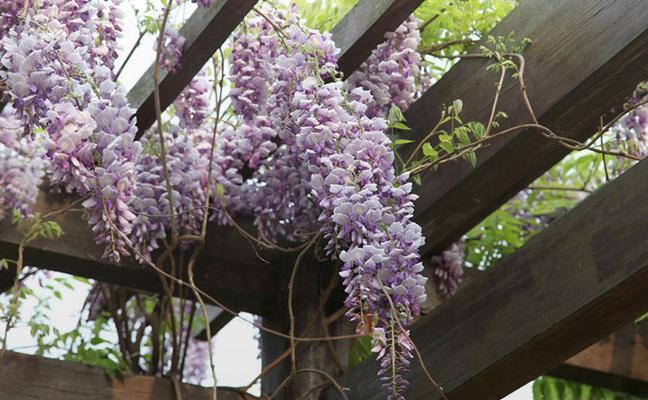 庭院藤蔓花卉大全（打造美丽庭院）