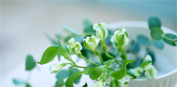 纯洁之花的花语——以白色百合为例（百合花语）