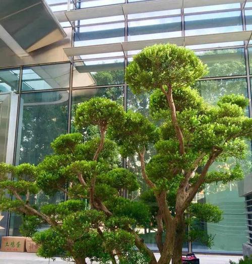 庭院树造型，打造别样园林（选择、修剪、搭配）