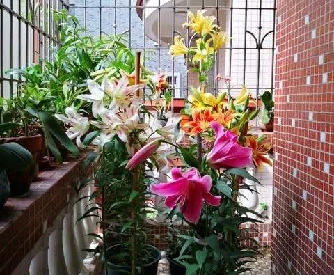 庭院种百合,品味优雅生活(如何在家里打造百合花园) 庭院种百合,品味优雅生活(如何在家里打造百合花园)