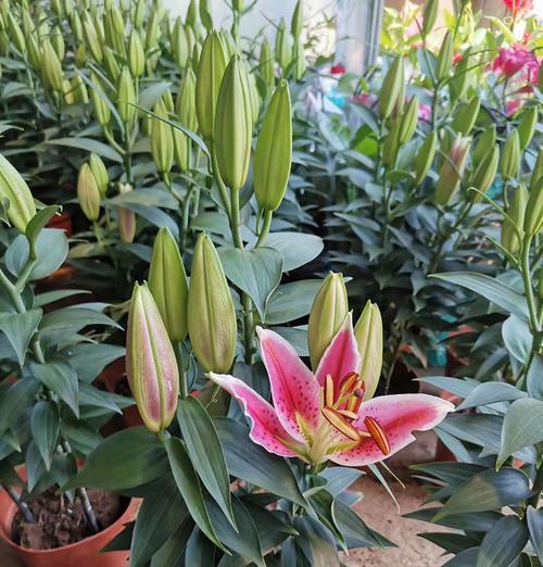 庭院种百合,品味优雅生活(如何在家里打造百合花园) 庭院种百合,品味优雅生活(如何在家里打造百合花园)