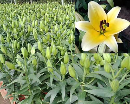 庭院种百合,品味优雅生活(如何在家里打造百合花园) 庭院种百合,品味优雅生活(如何在家里打造百合花园)