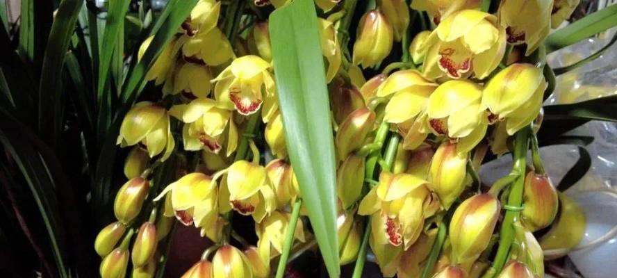 以百合花的花语为主题的文章（担当的力量——百合花语解读）