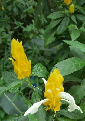 以百合花的花语为主题的文章（担当的力量——百合花语解读）