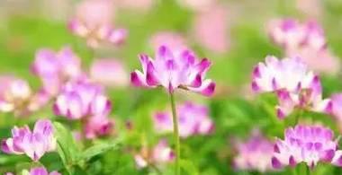 纯洁之花语——白色玫瑰（揭秘白色玫瑰花语的美丽意涵）
