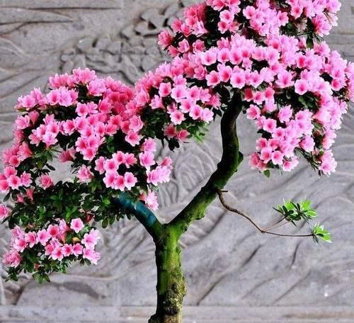 庭院种杜鹃花，让生活更美丽（杜鹃花品种介绍及栽种技巧）