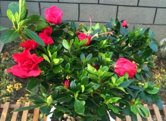 庭院种杜鹃花，让生活更美丽（杜鹃花品种介绍及栽种技巧）