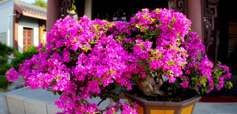 庭院种杜鹃花，让生活更美丽（杜鹃花品种介绍及栽种技巧）