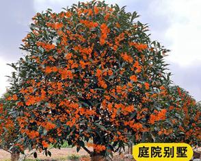 庭院种桂花树的好处（让你的庭院充满香气）