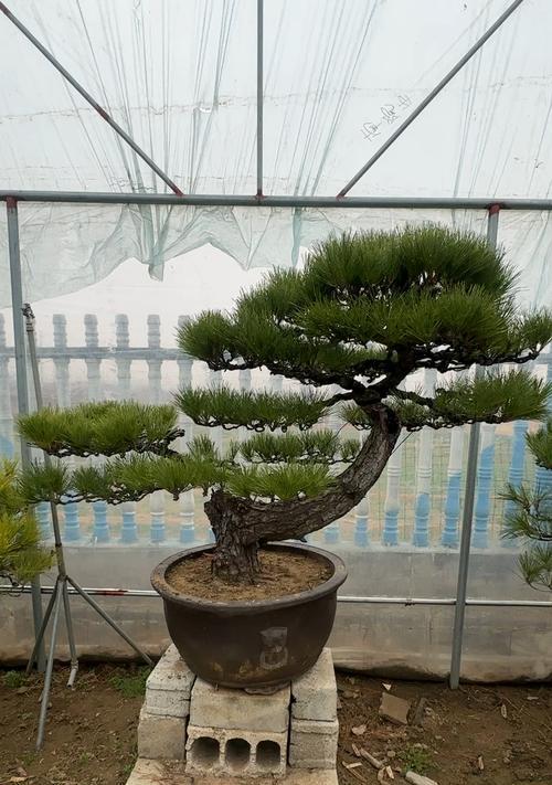 庭院种植黑松的好处（适合栽在庭院什么位置）