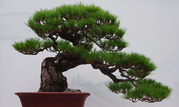 庭院种植黑松的好处（适合栽在庭院什么位置）