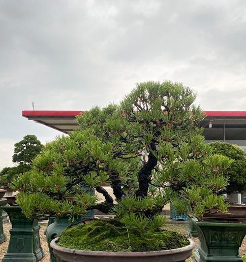 庭院种植黑松的好处（适合栽在庭院什么位置）