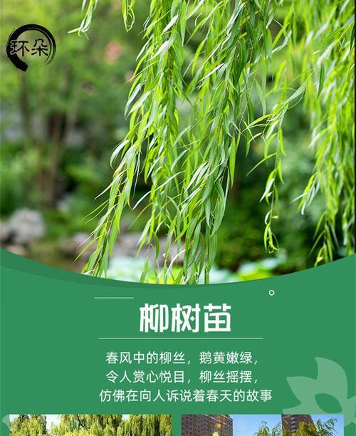 种柳树，打造美丽庭院（选择柳树的好处及栽种方法）