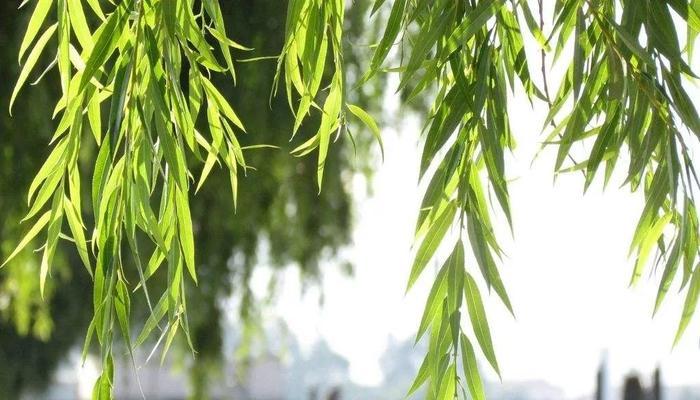 种柳树，打造美丽庭院（选择柳树的好处及栽种方法）