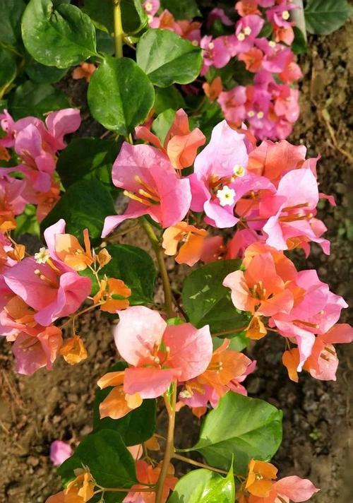 等待你的花语——梅花（寒冬中的坚守与期待）