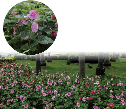 种植蜀葵，打造美丽庭院（品种选择与养护技巧）