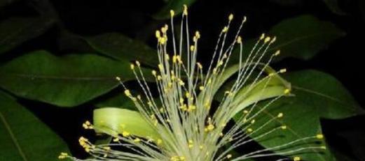 以菊花为主题的花语与财富之道（揭秘菊花的财富神秘力量）