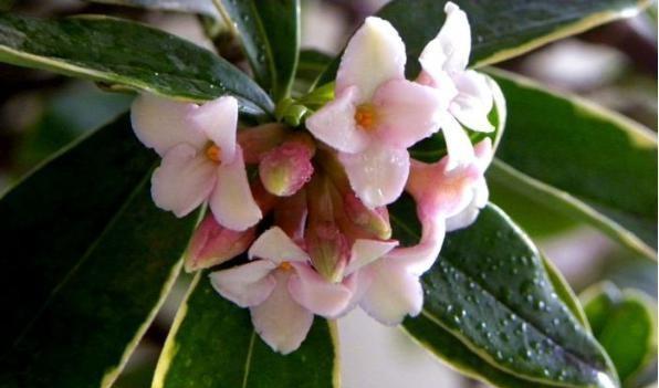 以菊花为主题的花语与财富之道（揭秘菊花的财富神秘力量）