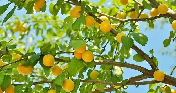 庭院种杏树，为你带来什么（了解种植杏树的秘诀）