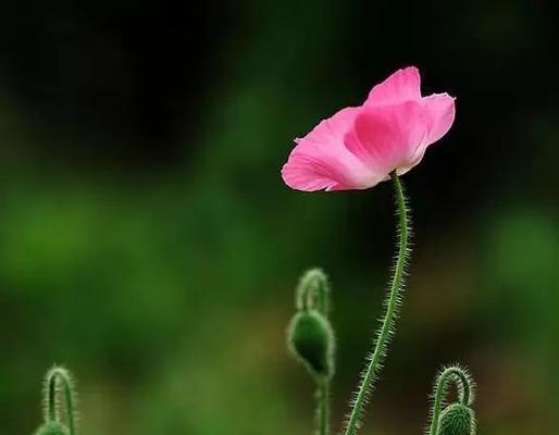 以百合花为主题的文章（放下过去）