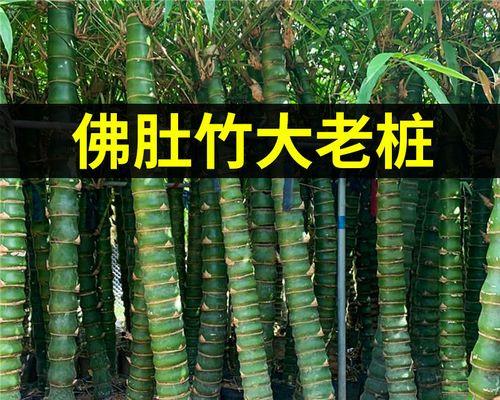 庭院种竹子的好处（打造绿色庭院）