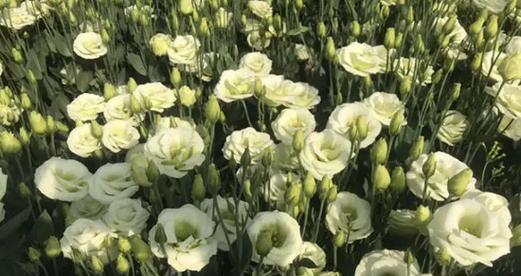 以玫瑰花的花语为主题的文章（解读玫瑰花的花语）