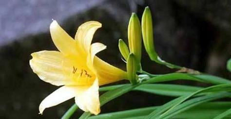 以百合花为主题的父爱花语（百合花传递父爱之情）