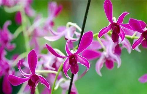 以百合花为主题的父爱花语（百合花传递父爱之情）
