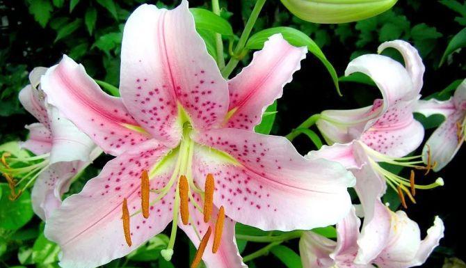感谢遇见你——以百合花的花语为主题的文章（百合花）