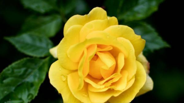 感谢遇见你——以百合花的花语为主题的文章（百合花）