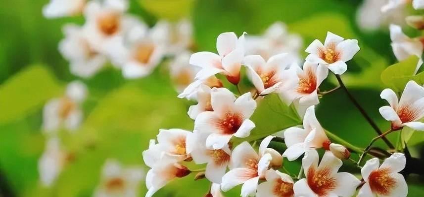 探秘桐子花的颜色（色彩斑斓）