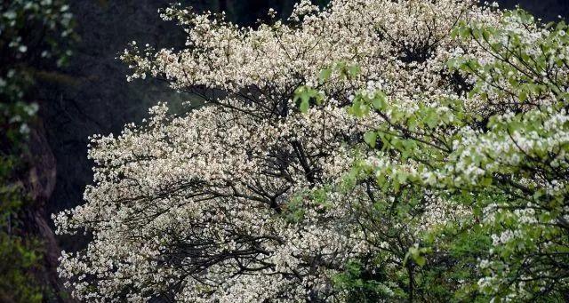 探秘桐子花的颜色（色彩斑斓）