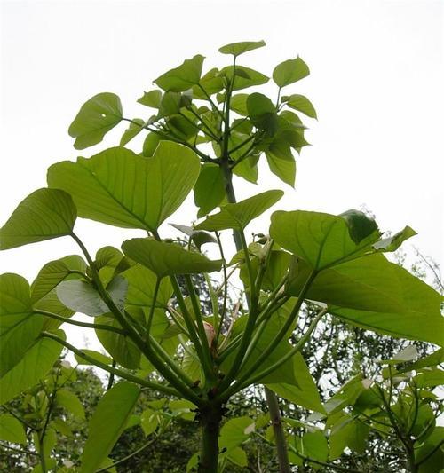 探秘桐子花的颜色（色彩斑斓）