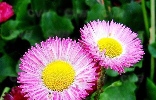 告别的花语——风信子（花开花落）