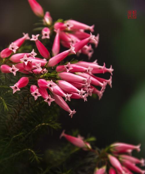 孤独之花（以悲凉无奈为纹）