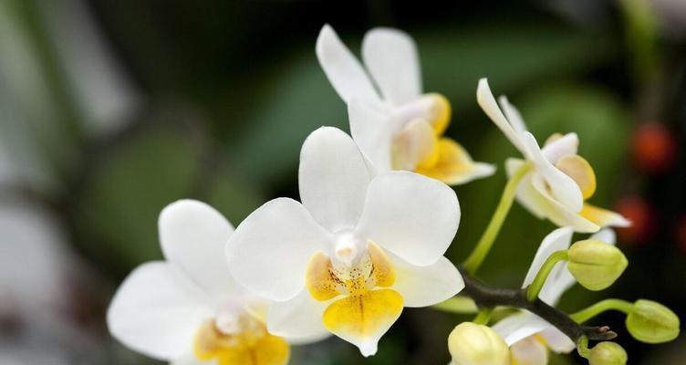 友谊之花（以百合为主题）