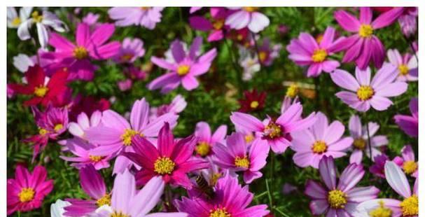 招财进宝，好运永远伴随——以四叶草的花语为主题（四叶草花语）