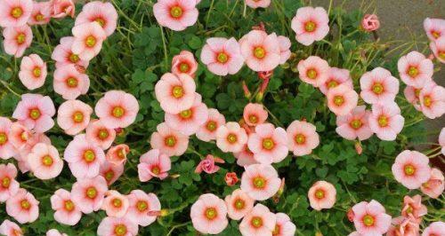 好运气之花（揭秘四叶草的好运之谜）
