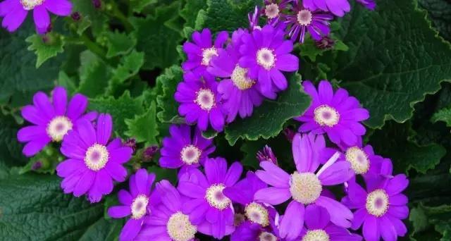 花语告白（悔恨与改变的力量）