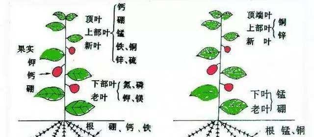 土豆病虫害防治技术（有效方法与关键技术）