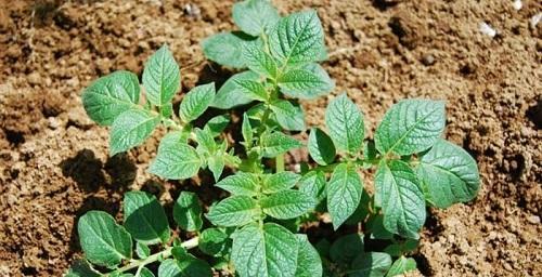 土豆的生长环境与种植条件（打造优质土壤）