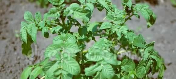 土豆的生长环境与种植条件（打造优质土壤）