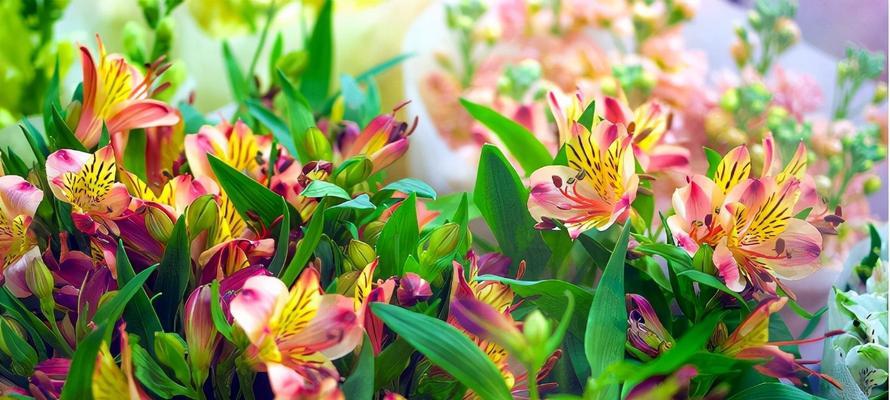 《重逢的希望，花开再现》（以紫罗兰之语述说久别重逢的喜悦）